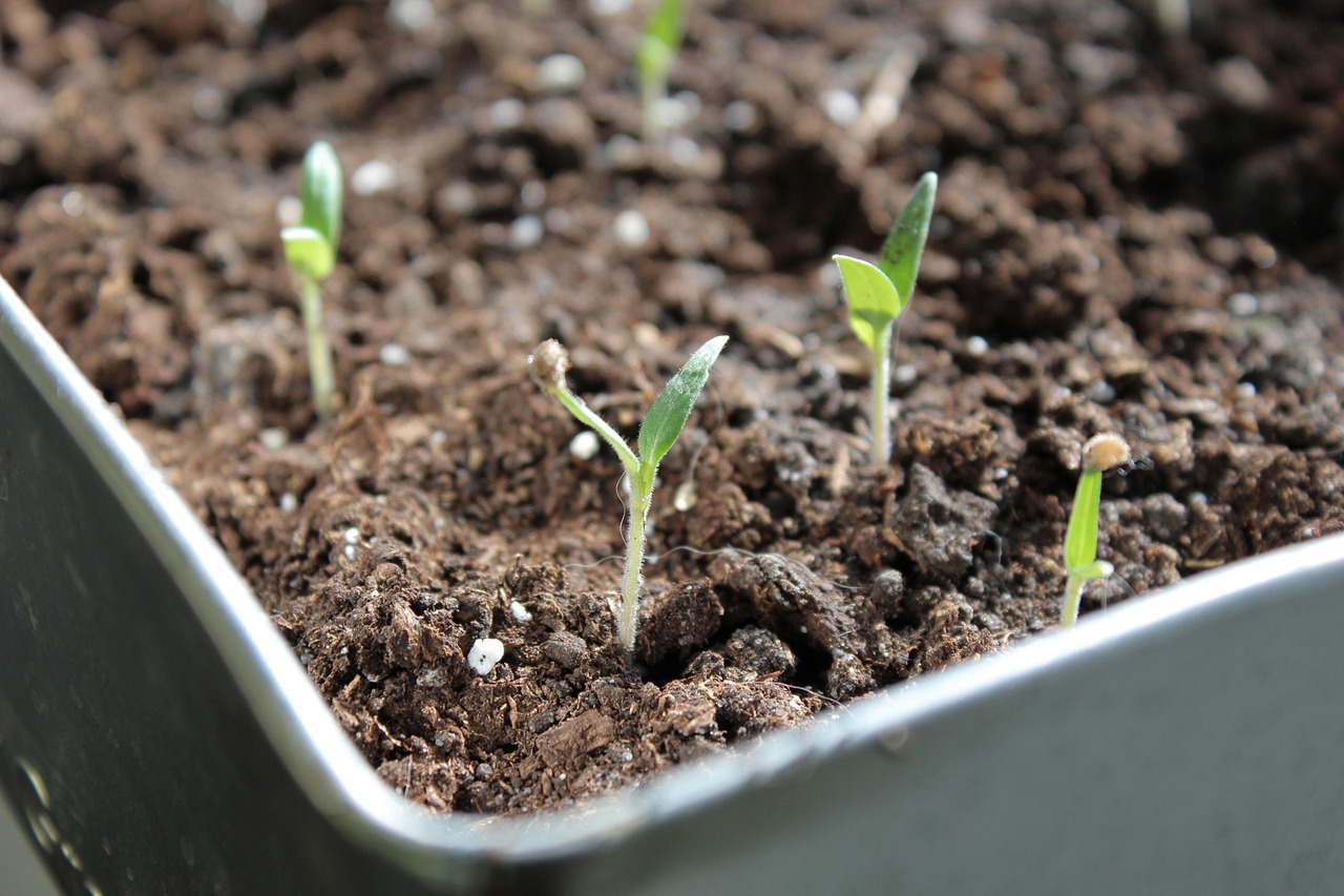 Semillas de tomates en un semillero, preparadas para germinar y crecer sanas.