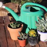 Suculenta sana en maceta con drenaje, ilustrando el truco para evitar el exceso de riego.