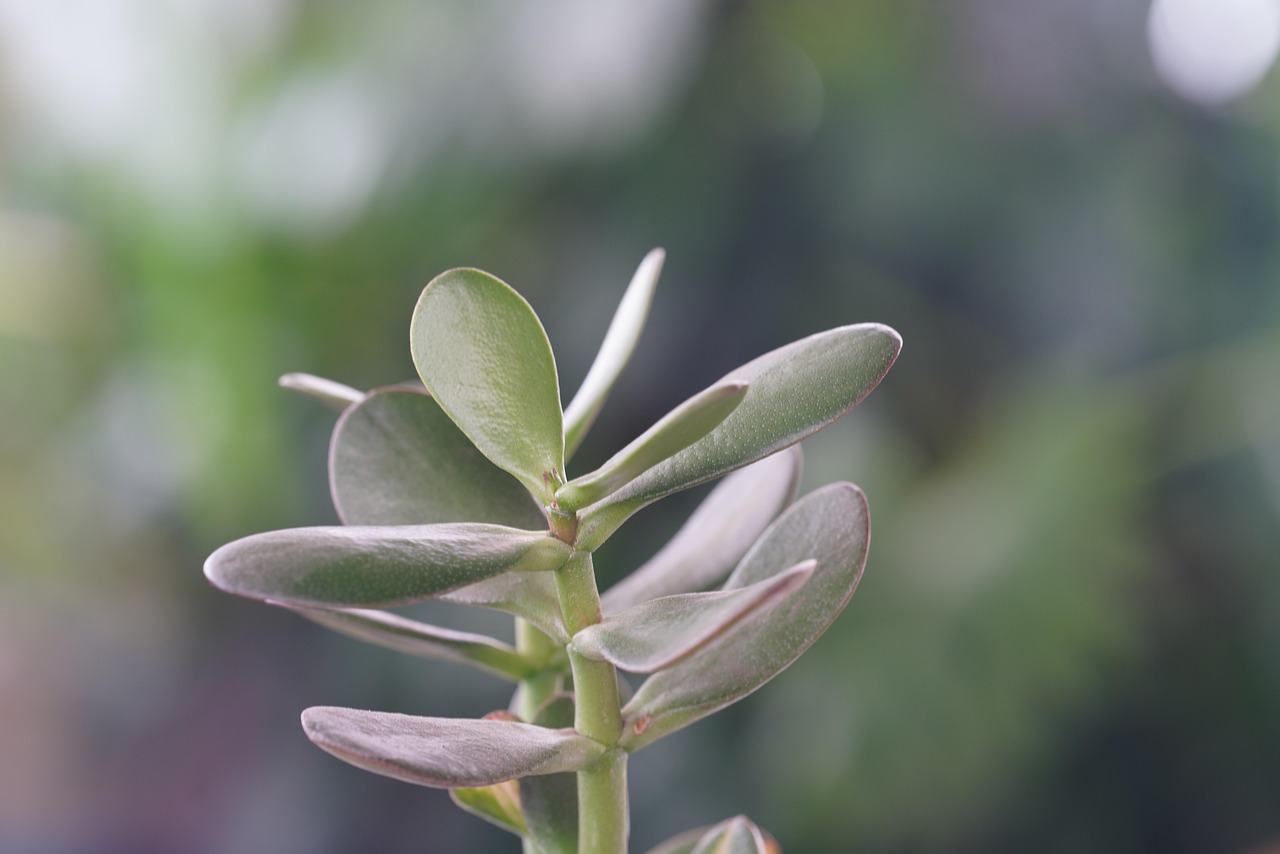 Imagen de un árbol de jade en un ambiente interior, mostrando su follaje y la luz natural que lo rodea.