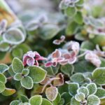 Jardín de bajo mantenimiento con plantas resistentes al frío y diseño sencillo en un clima helado.