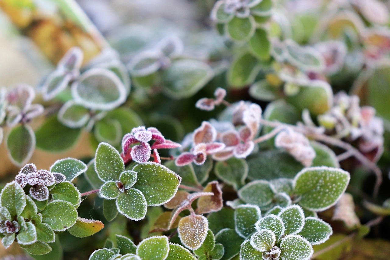 Jardín de bajo mantenimiento con plantas resistentes al frío y diseño sencillo en un clima helado.
