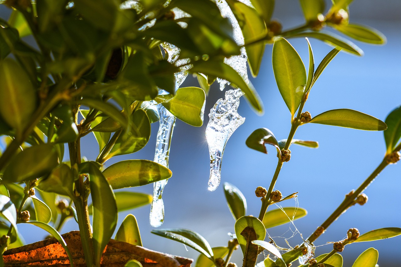 Planta en un jardín protegido de hongos, mostrando cuidados invernales y prevención.
